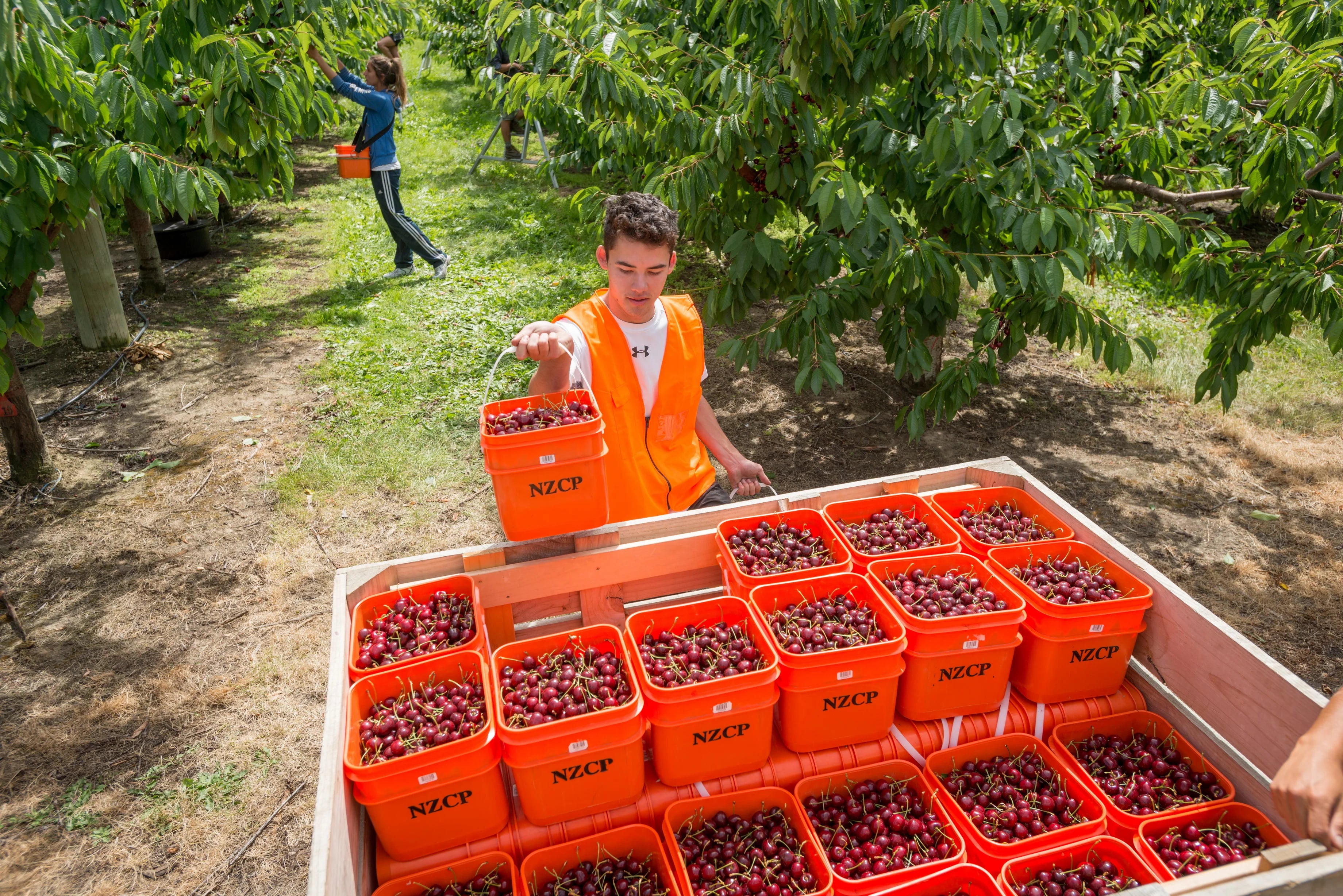 Picking Fresh New Zealand Cherries